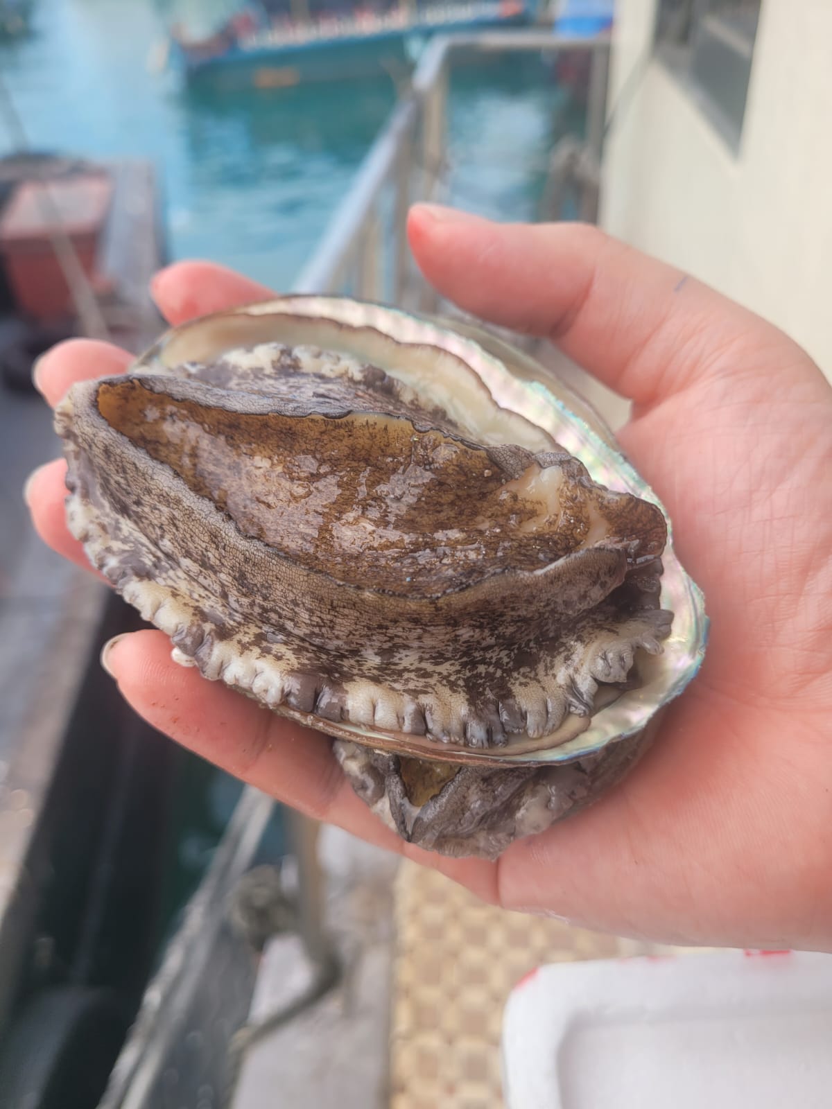 磯煮韓國蝦夷鮑(4隻/包)