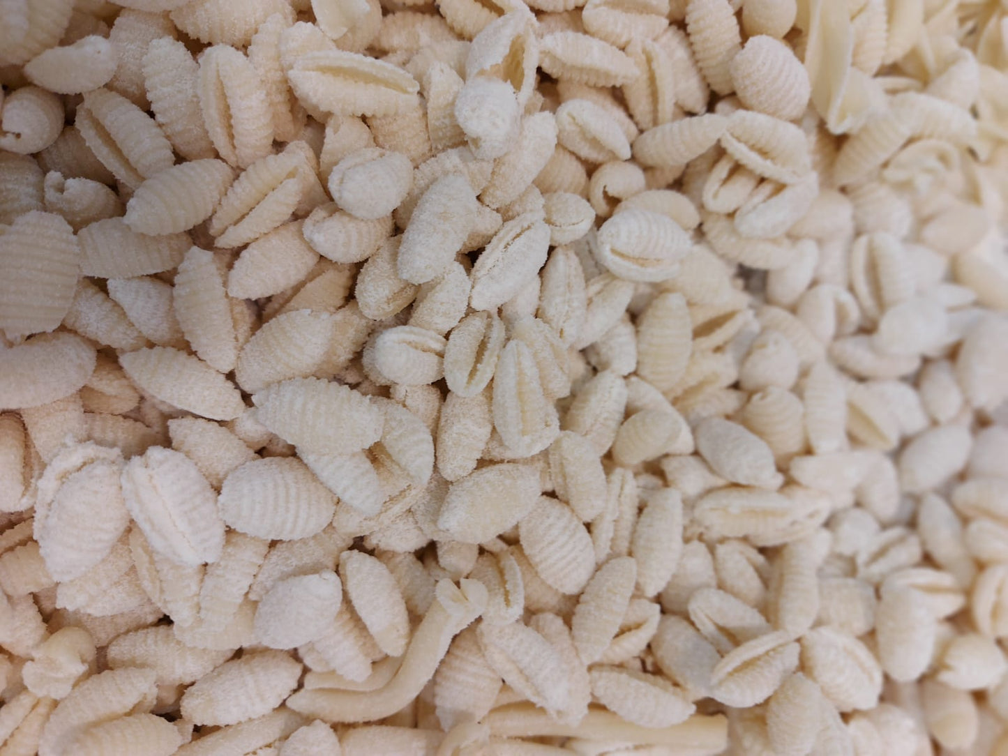 手工意粉-貝殼粉 (無蛋)(Gnocchetti)
