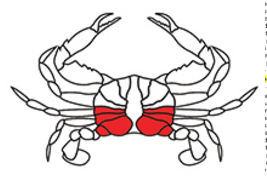 “BOSS” 超級蟹肉 (Super Lump)