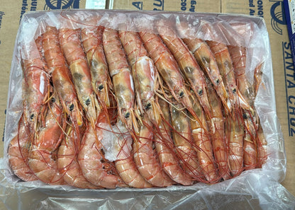 阿根廷紅蝦 L2